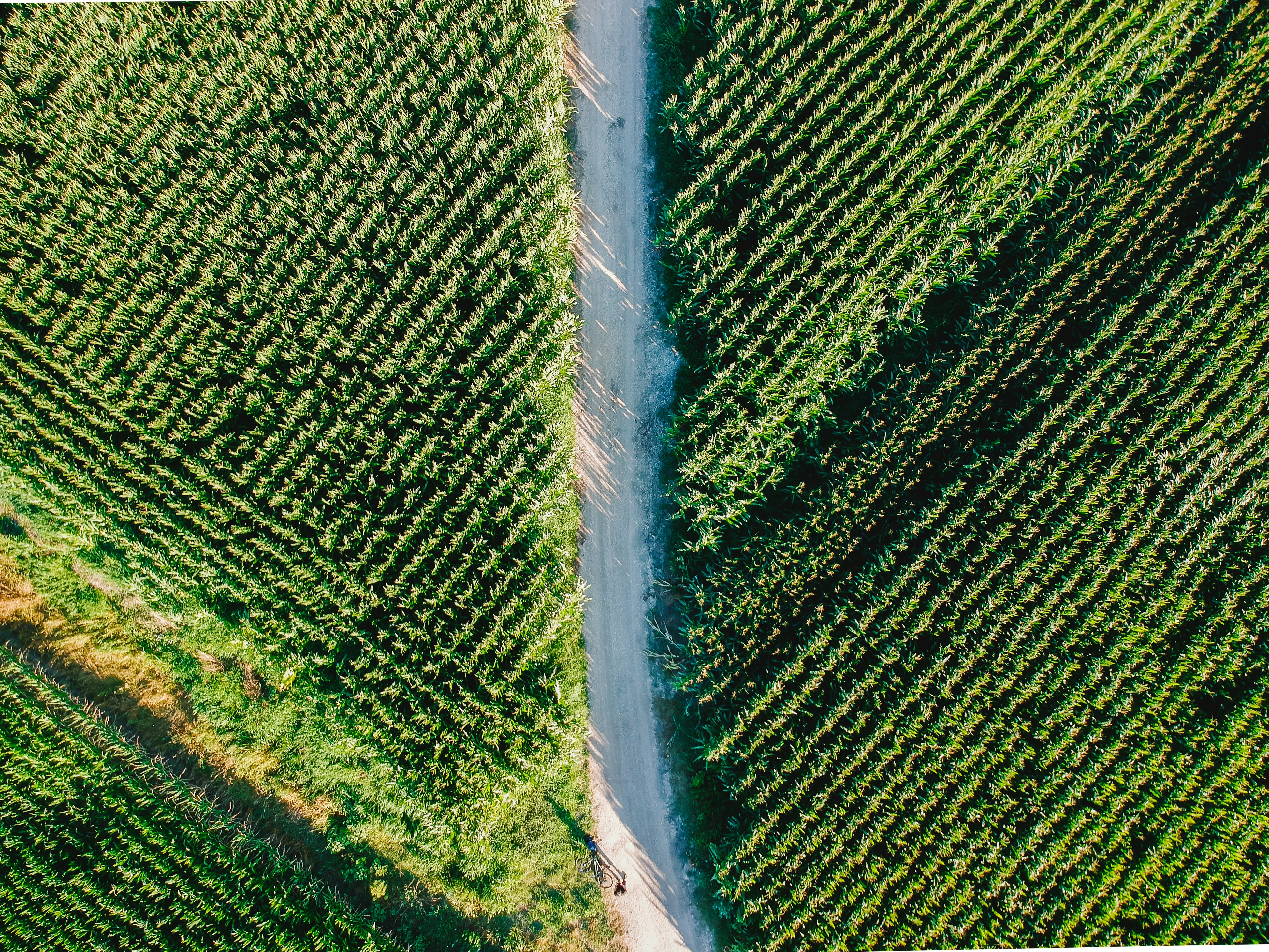 aerial view of pathway and plants